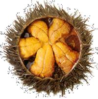 Uni, Sea Urchin